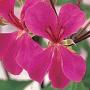 Seminte profesionale Pelargonium peltatum - Muscata curgatoare - imagine 49035